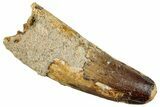Real Fossil Spinosaurus Tooth - Feeding Worn Tip #262988-1